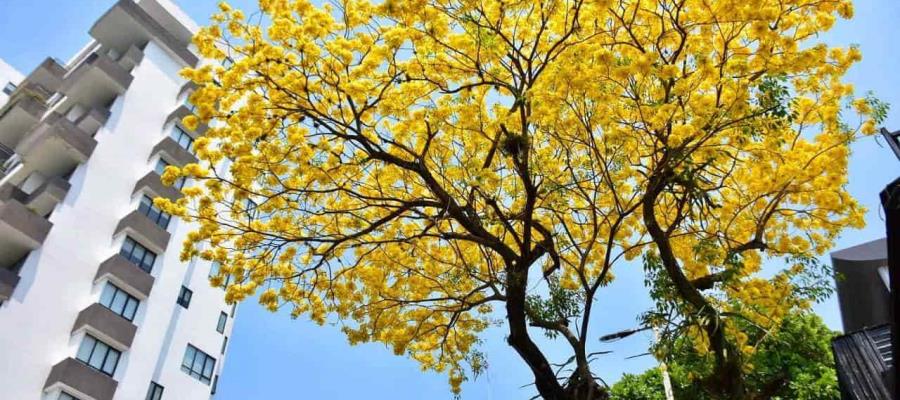 Regresan altas temperaturas a Tabasco; el termómetro podría alcanzar los 40 grados: Conagua