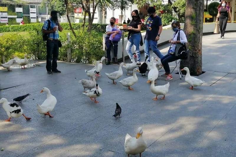 Patos invaden un centro comercial en Azcapotzalco Patos invaden un centro comercial en Azcapotzalco