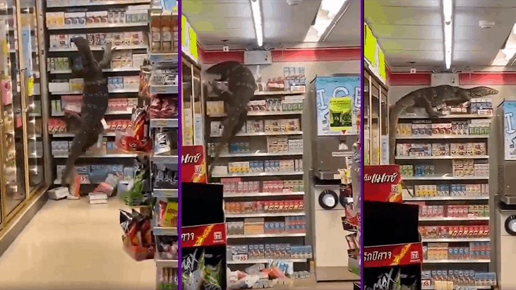 Lagarto de casi 2 metros se mete a tienda de conveniencia en Tailandia a buscar comida