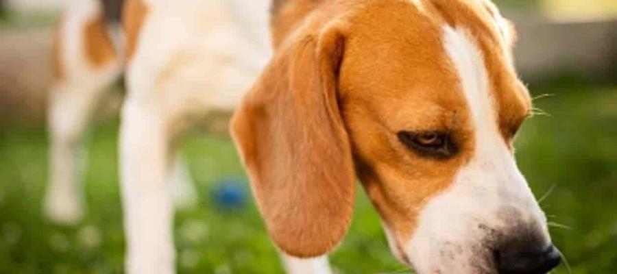 Mascotas también sufren por altas temperaturas; especialistas piden mantenerlos en áreas frescas