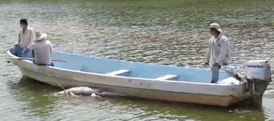Hallan cocodrilo muerto en la laguna de las Ilusiones Hallan cocodrilo muerto en la laguna de las Ilusiones