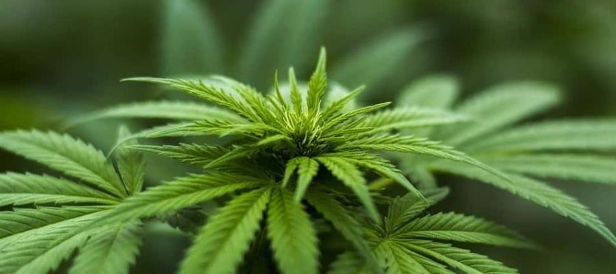 Legalización de la marihuana en México se daría con un sistema de salud completamente desmantelado: investigador de la UNAM