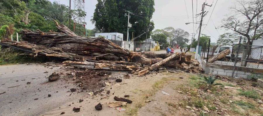 Temen pobladores del ejido Pino Suárez caída de un 2do árbol