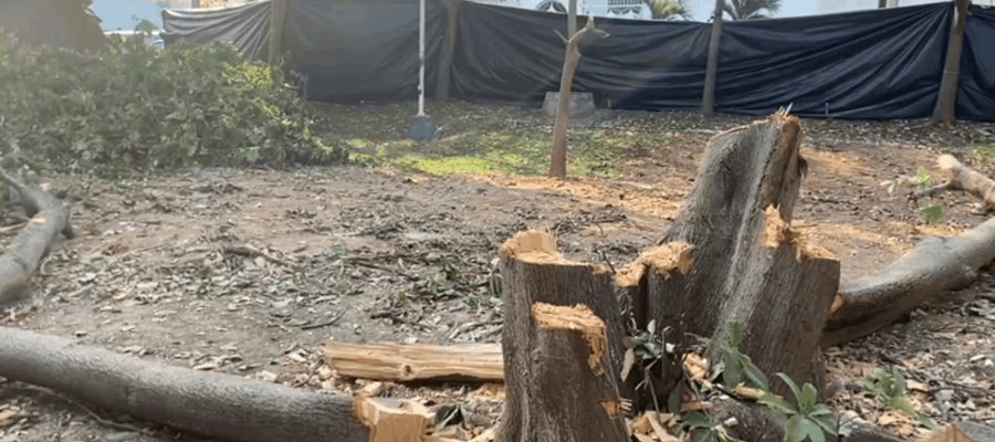 Revisará Ayuntamiento de Centro si empresa que derribó árboles en Infonavit, Atasta tenían permiso 