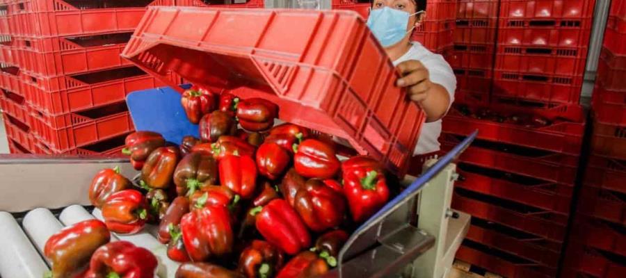 Estima Sader cerrar 2021 con 290.7 millones de toneladas de alimentos producidas