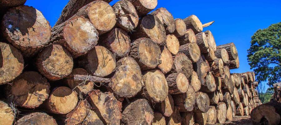 Denuncian invasión de 73 proyectos mineros en áreas naturales protegidas de México Denuncian invasión de 73 proyectos mineros en áreas naturales protegidas de México