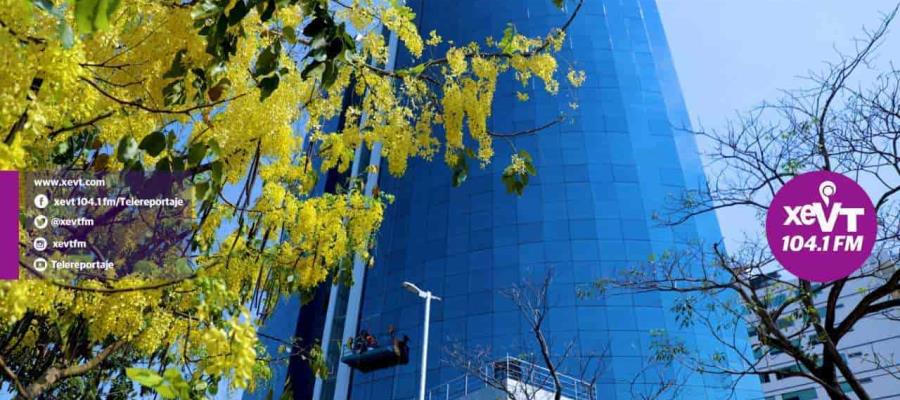 Imagen del Día: Lluvia de oro en primavera.