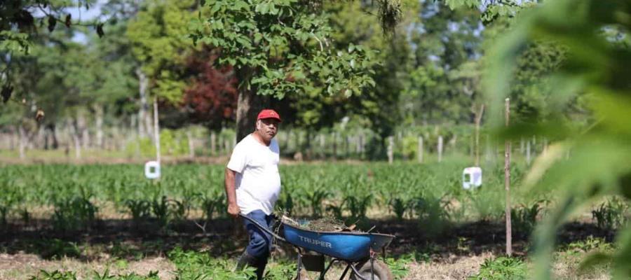 El programa ‘Sembrando Vida’ es sinónimo de devastación, sostiene COPARMEX
