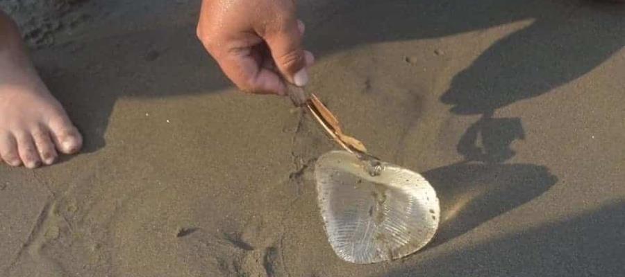 Confunden implante de seno con medusa letal en playas de Coatzacoalcos