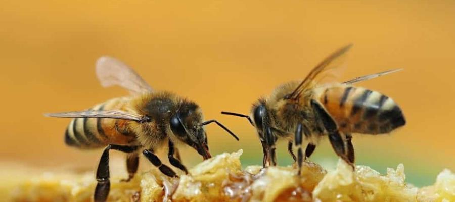 Especialista plantea que fumigación aérea contra mosquitos sea por las noches para evitar muerte de polinizadores