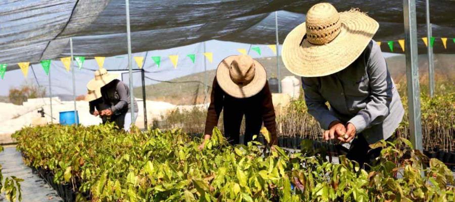 Pide López Obrador investigar denuncias sobre programa “Sembrando Vida” 