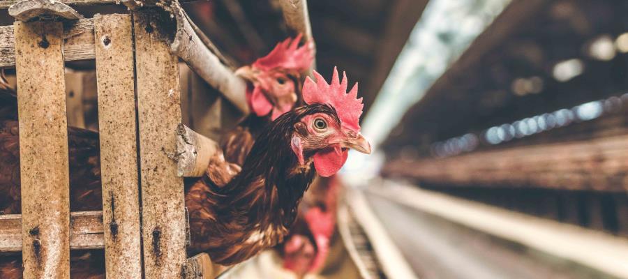 Detectan caso de gripe aviar H5N6 en Dongguan China