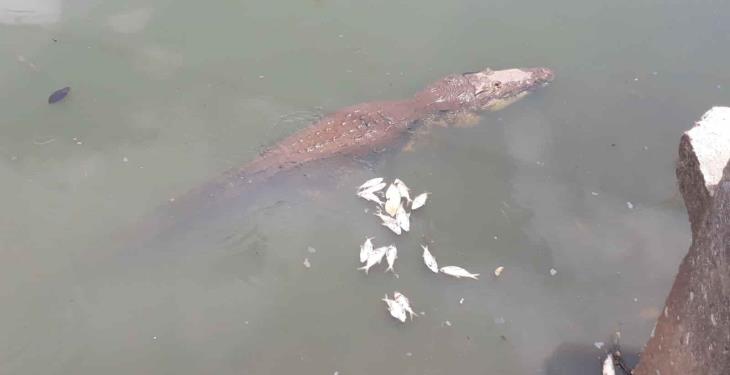 Mueren sardinas en Vaso Cencali por probable falta de oxigenación