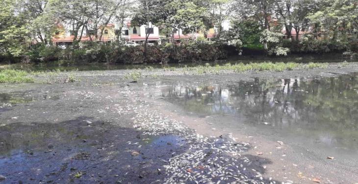 Mueren sardinas en Vaso Cencali por probable falta de oxigenación