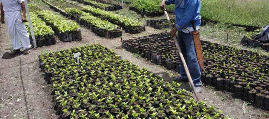 Asegura Obrador que el campo es la fábrica más importante del país Asegura Obrador que el campo es la fábrica más importante del país