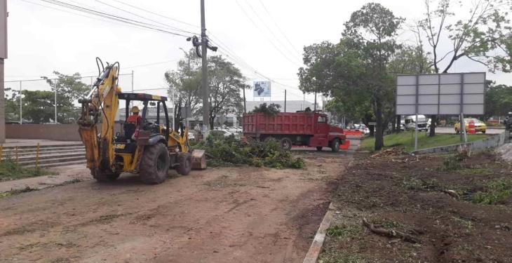 Derribarán 58 árboles en Ruiz Cortines previo a inicio de 3era etapa del distribuidor Universidad