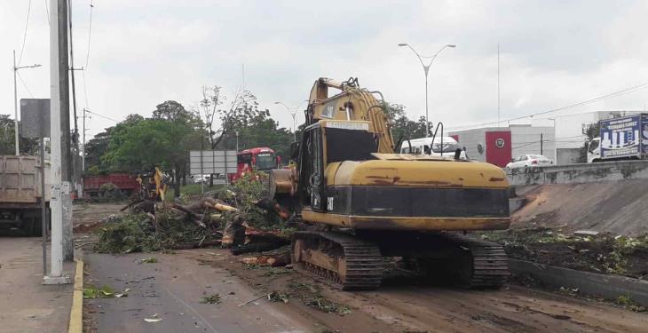 Derribarán 58 árboles en Ruiz Cortines previo a inicio de 3era etapa del distribuidor Universidad