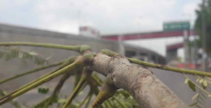 Derribarán 58 árboles en Ruiz Cortines previo a inicio de 3era etapa del distribuidor Universidad