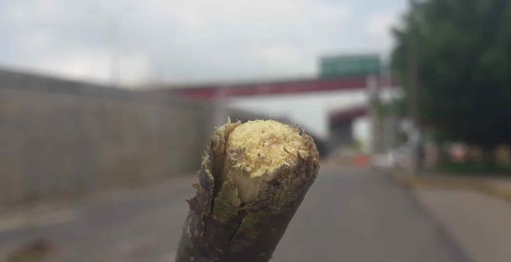 Derribarán 58 árboles en Ruiz Cortines previo a inicio de 3era etapa del distribuidor Universidad