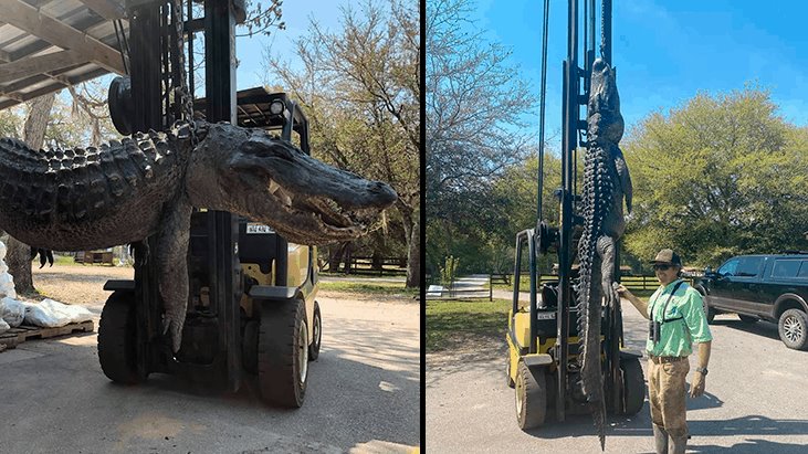 Encuentran en el estómago de un enorme caimán placas de perros desaparecidos hace más de 20 años