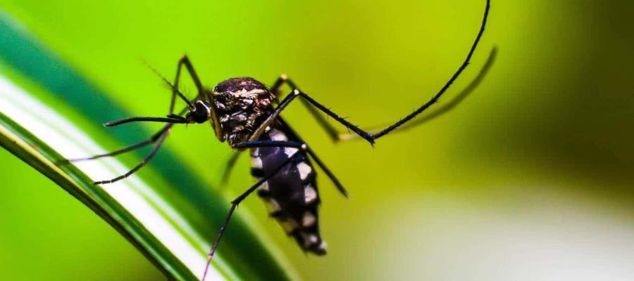 Cárdenas y Huimanguillo en semáforo rojo por dengue