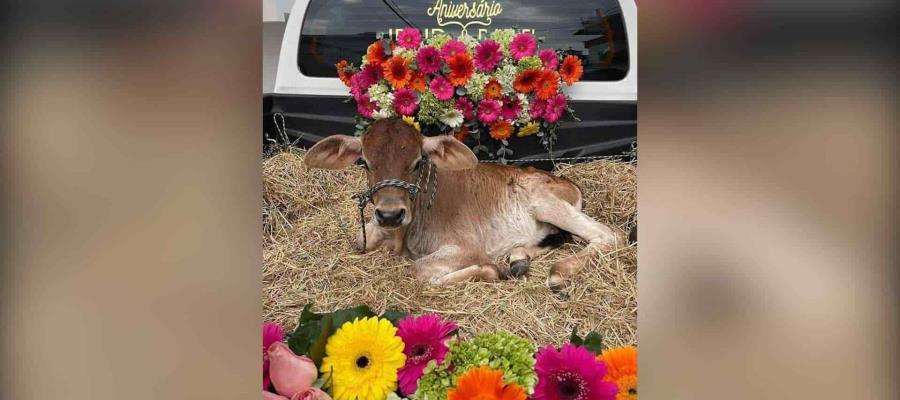 En Guerrero, joven le regala a su novia un becerro con motivo de su primer aniversario 