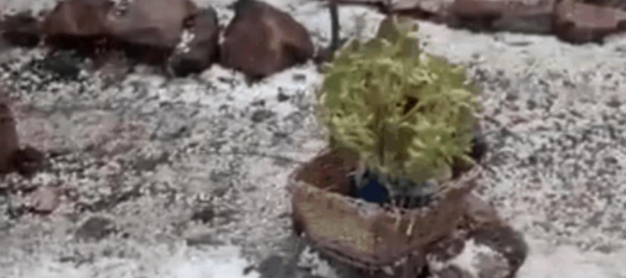 En Chihuahua cae granizo por intensas lluvias