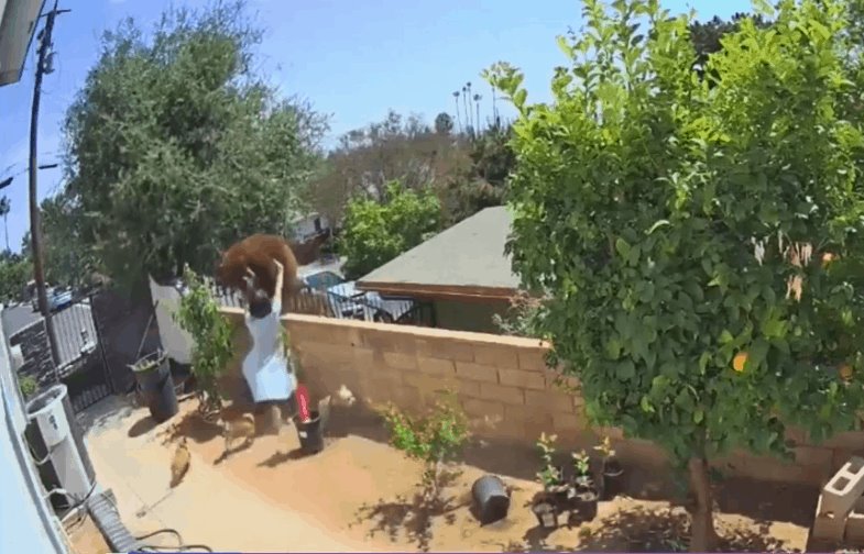 En California, una mujer empuja a un oso que atacaba a sus perros