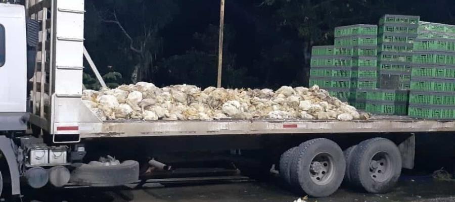 Recupera FGE en Cárdenas, cargamento de 2 mil 500 aves de corral reportadas como robadas Recupera FGE en Cárdenas, cargamento de 2 mil 500 aves de corral reportadas como robadas