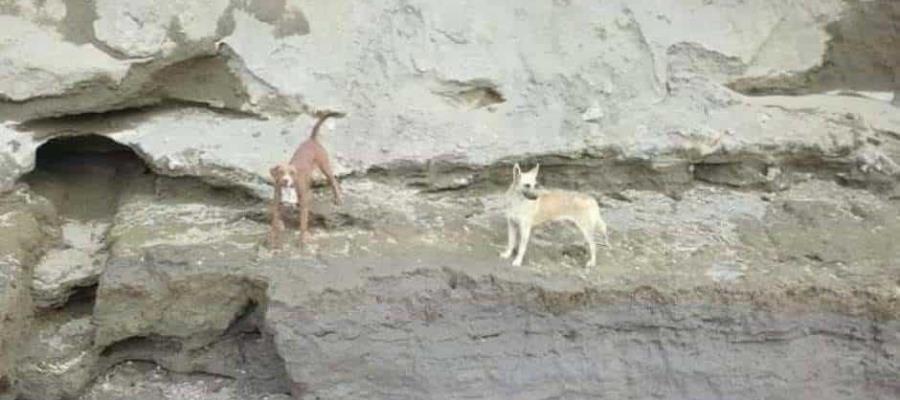 PRD en San Lázaro propone Registro Nacional de Albergues para Animales en Situación de Calle