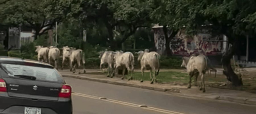 Vacas causan caos en Bolivia; hay cuatro heridos