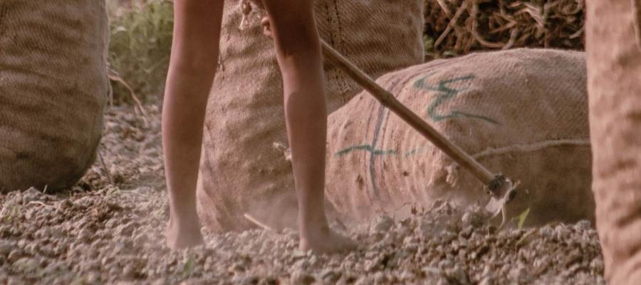 Casos de trabajo infantil se elevan a 160 millones, al alza por primera vez desde hace dos décadas: Unicef