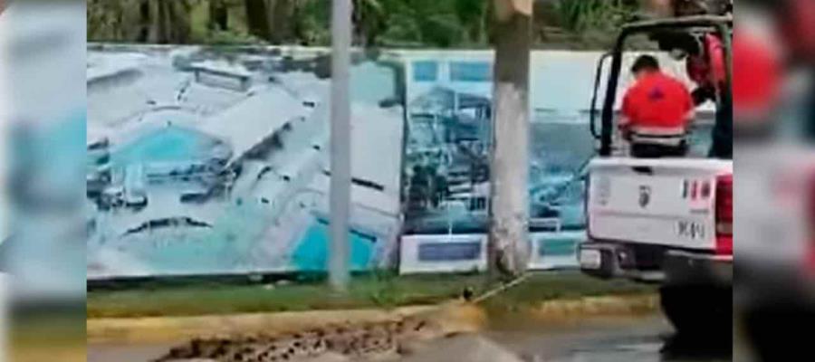 Capturan a cocodrilo de aproximadamente 2.5 metros en zona turística de Acapulco 