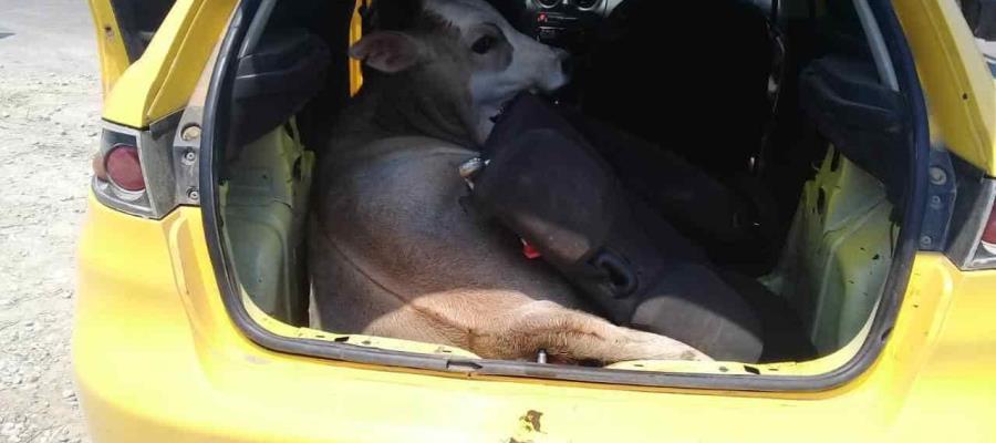 Detienen a tres personas en Cárdenas por el robo de un becerro; lo transportaban en la cajuela de un vehículo