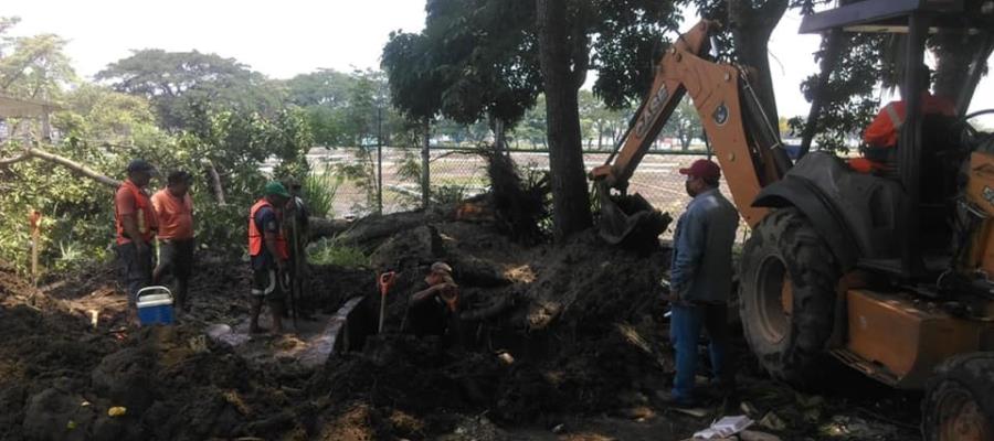 Repara SAS fuga provocada por caída de árbol en Villahermosa Repara SAS fuga provocada por caída de árbol en Villahermosa