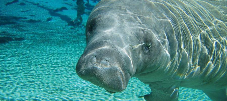 Llaman investigadores a proteger al manatí, especie única en América