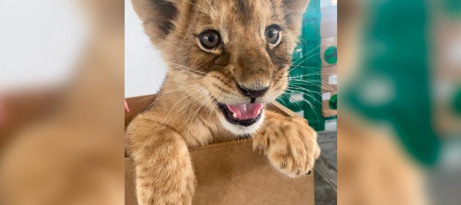 Rescata Guardia Nacional cachorra de leona africana en aeropuerto de Ciudad Juá
