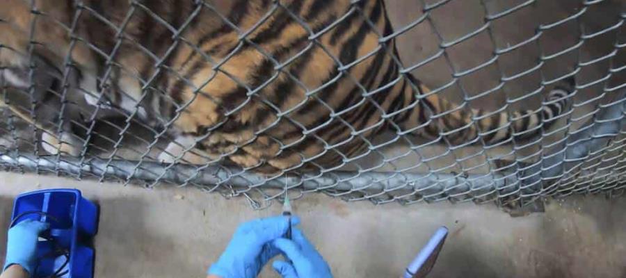 Aplican vacuna experimental anticovid a animales en zoológico de California Aplican vacuna experimental anticovid a animales en zoológico de California