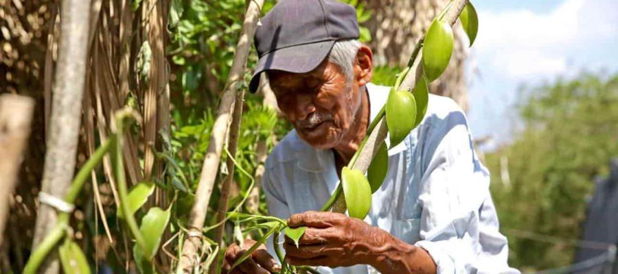 Paga Bienestar mil 879 mdp a beneficiarios de ‘Sembrando Vida’ correspondiente a junio Paga Bienestar mil 879 mdp a beneficiarios de ‘Sembrando Vida’ correspondiente a junio