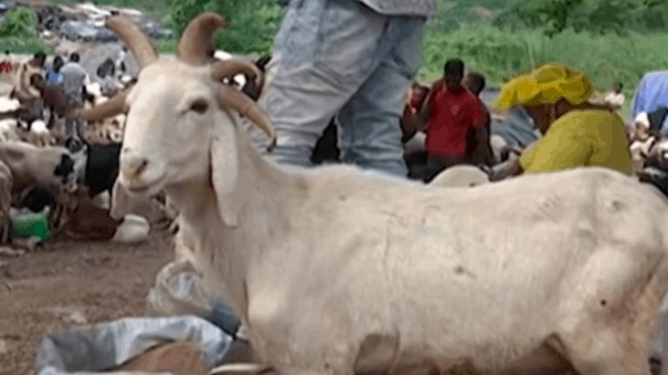 Aparece carnero con 5 cuernos en festividad musulmana en Nigeria Aparece carnero con 5 cuernos en festividad musulmana en Nigeria