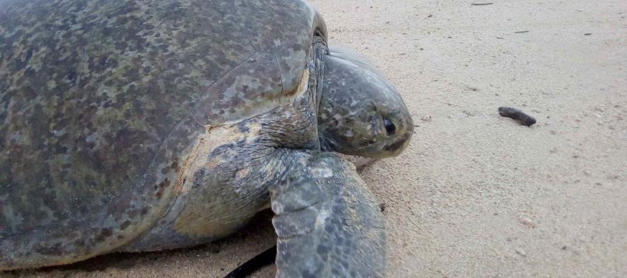 Desarrollan en IPN sistema de reconocimiento y clasificación de tortugas marinas