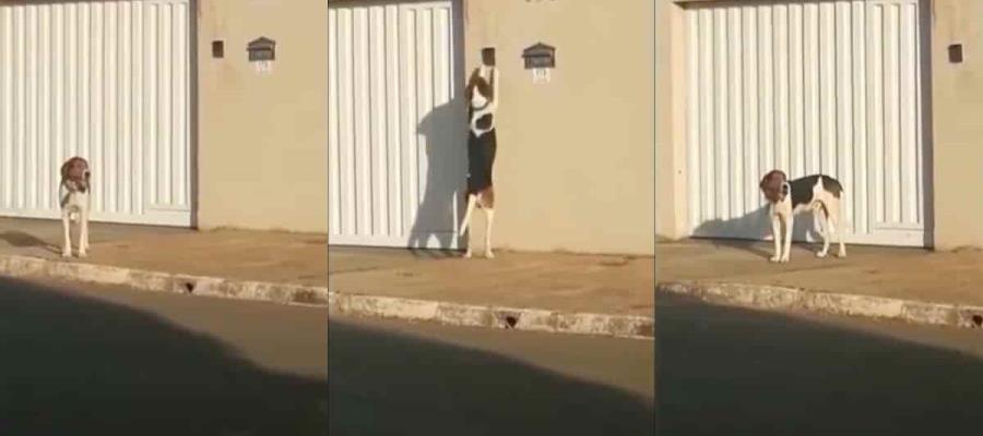 En Brasil perrito toca a diario el timbre de su casa para que le abran… y se vuelve viral En Brasil perrito toca a diario el timbre de su casa para que le abran… y se vuelve viral
