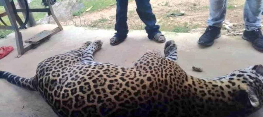 En Oaxaca, campesino envenena al jaguar que mató a su burro