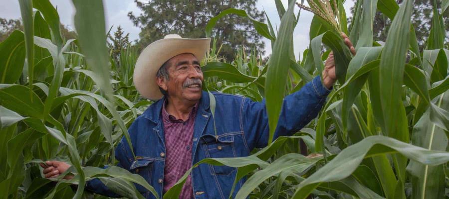 Reporta Agricultura casi 98% de avance en pago de apoyos a beneficiarios de ‘Producción para el Bienestar’ Reporta Agricultura casi 98% de avance en pago de apoyos a beneficiarios de ‘Producción para el Bienestar’