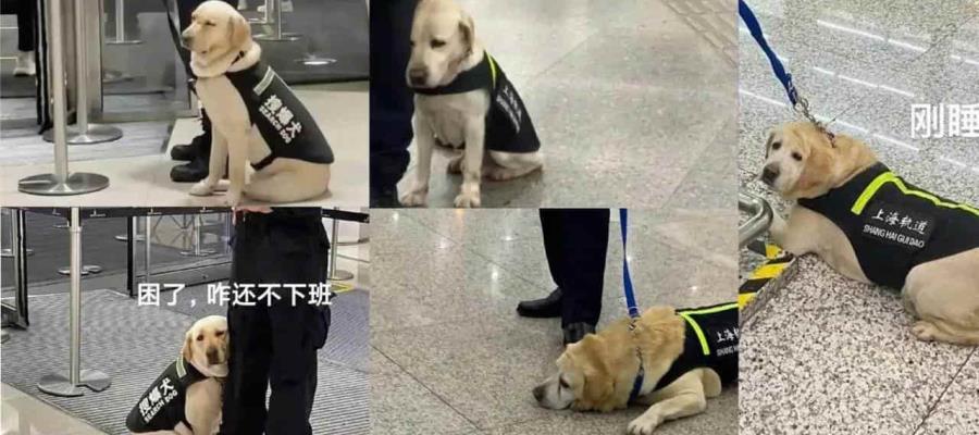 Perrito se vuelve viral por dormir en horas laborales… era el guardia de seguridad