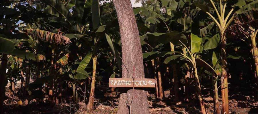 ‘Plataneros’ es el nuevo cortometraje del cineasta tabasqueño Juan Garrafa, una historia ligada al béisbol