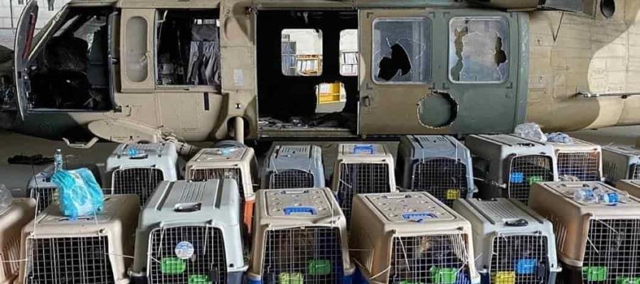 EE.UU. abandonó a sus perros militares en Afganistán
