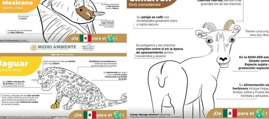 Desata Profepa burlas y memes en redes por infografías de la fauna en México Desata Profepa burlas y memes en redes por infografías de la fauna en México