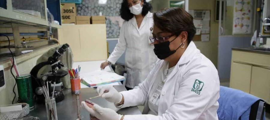 Licita IMSS tres patentes sobre arbusto nativo