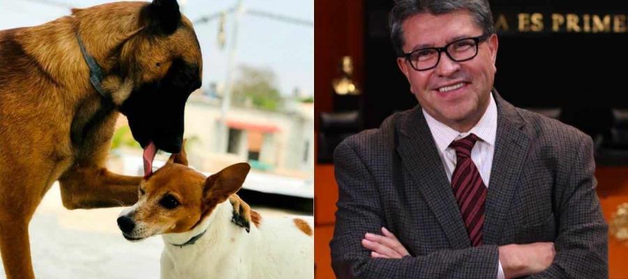 Propone Ricardo Monreal elevar a rango constitucional protección a animales Propone Ricardo Monreal elevar a rango constitucional protección a animales